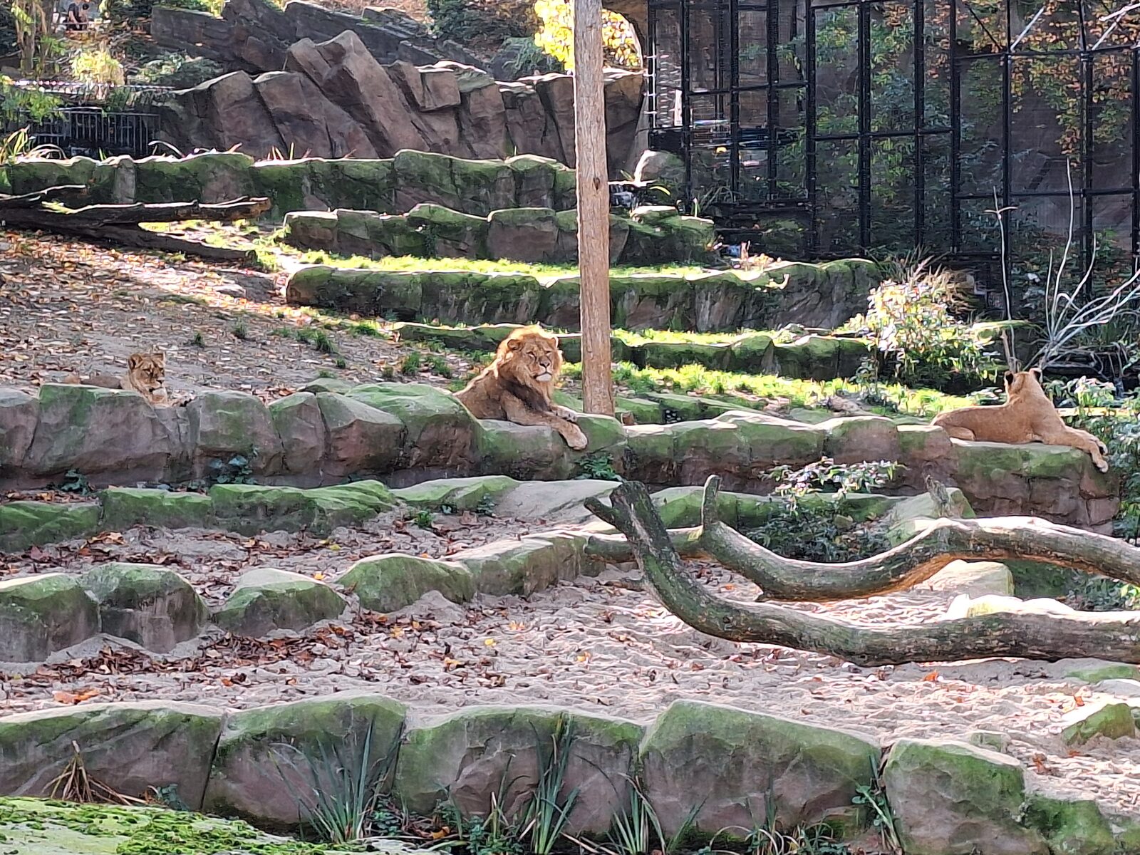 Lion at ZOO Antwerpen