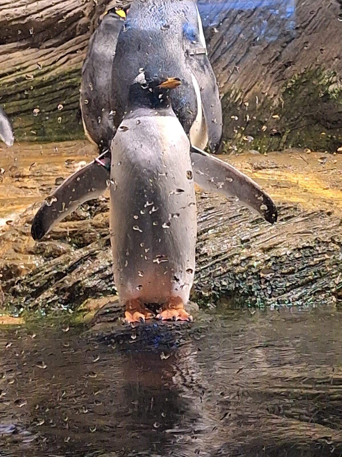 Penguin at ZOO Antwerpen